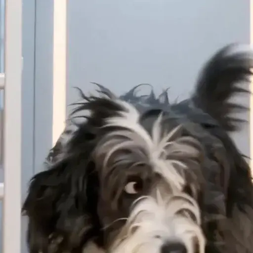 The Dog